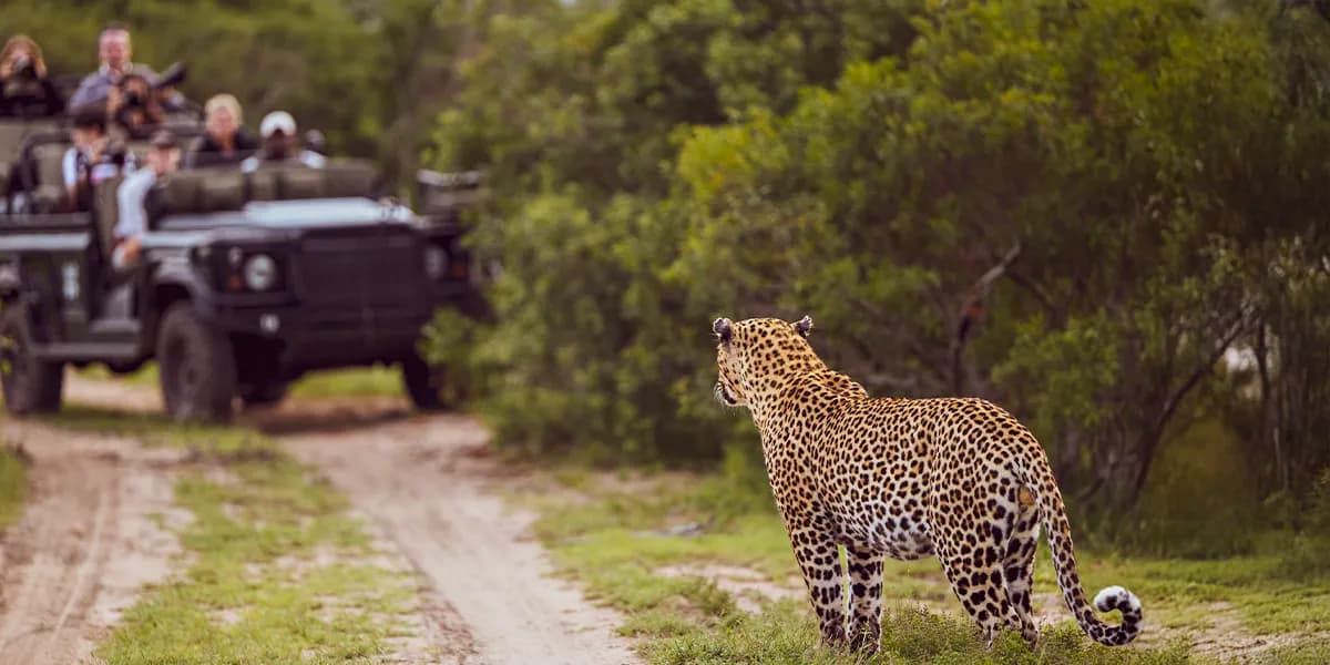 Wildlife Safaris: The Dos and Don'ts of Ethical Travel