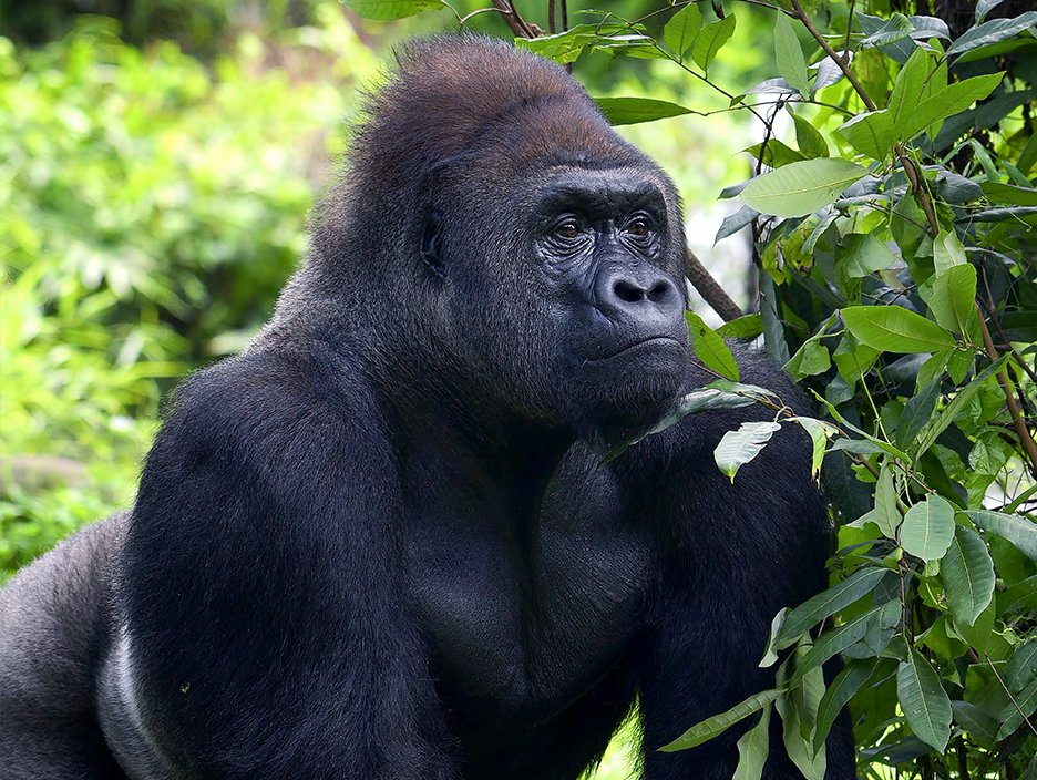Rwanda Safari with Gorilla Trekking 
